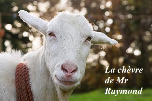 Couverture de « La chèvre de Mr Raymond »
