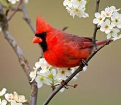The Oiseau